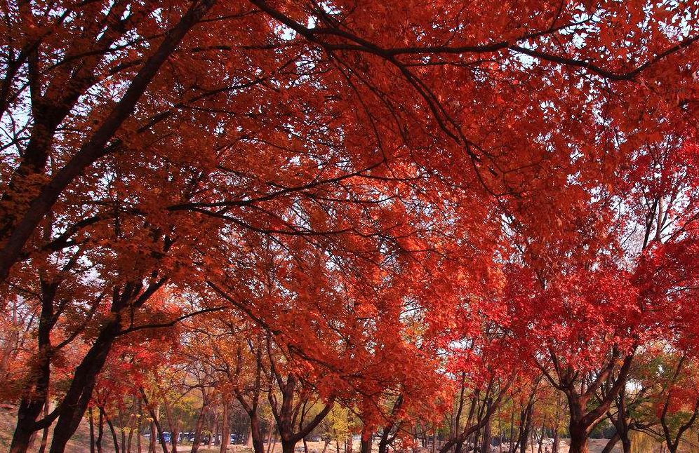 霜葉紅于二月花 ——全體員工周末香山行